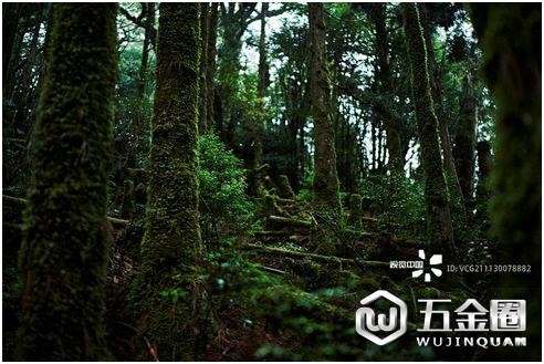 ▲日本無人管理的人工林(視覺中國)