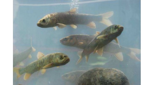 網(wǎng)友水煮保護(hù)動(dòng)物湟魚還拍短視頻？ 官方：涉事者已找到 正在調(diào)查