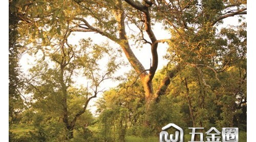 自帶青春氣息的榆綠木，是這樣煉成的